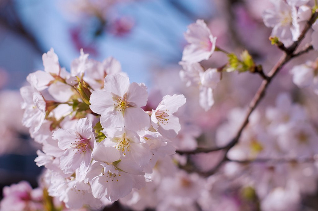 Sakura