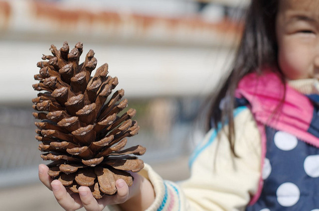 big pinecone