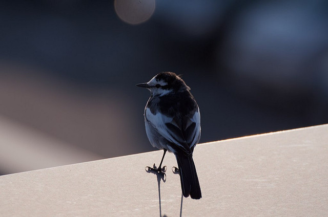 Black-backed Wagtail