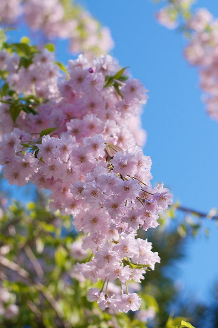 Sakura