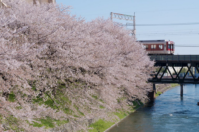 The Cherry tree and Kintetsu Railways