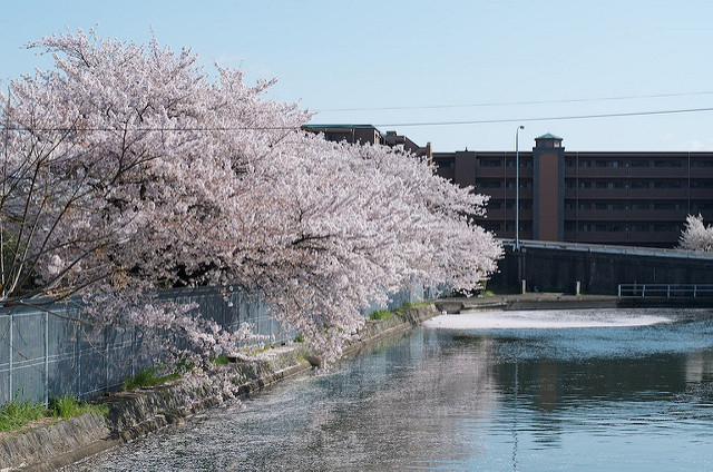 Sakura