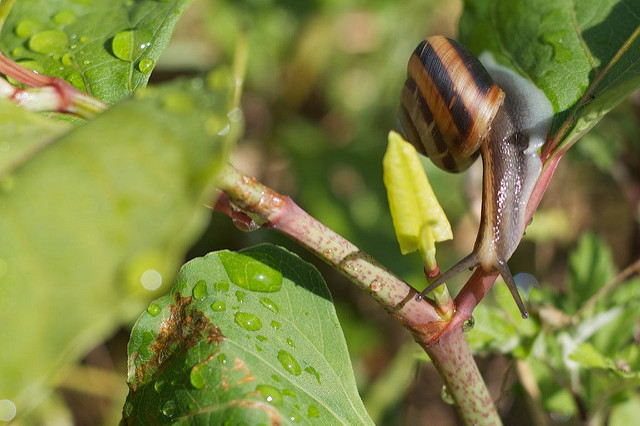 Land snail