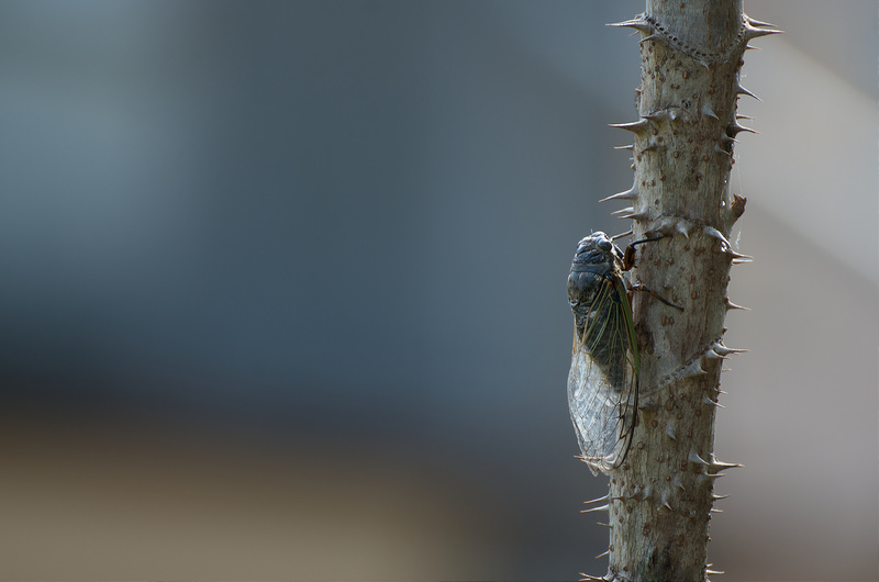 cicada / 蝉
