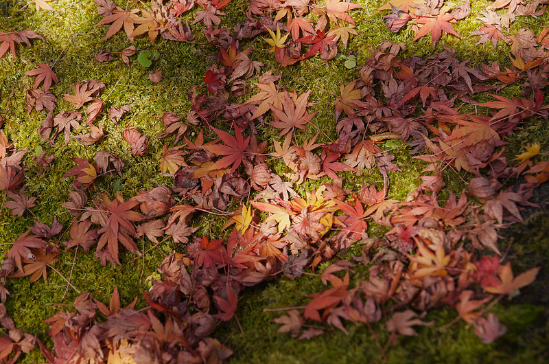 けいはんな記念公園 / Keihanna Commemorative Park, Kyoto