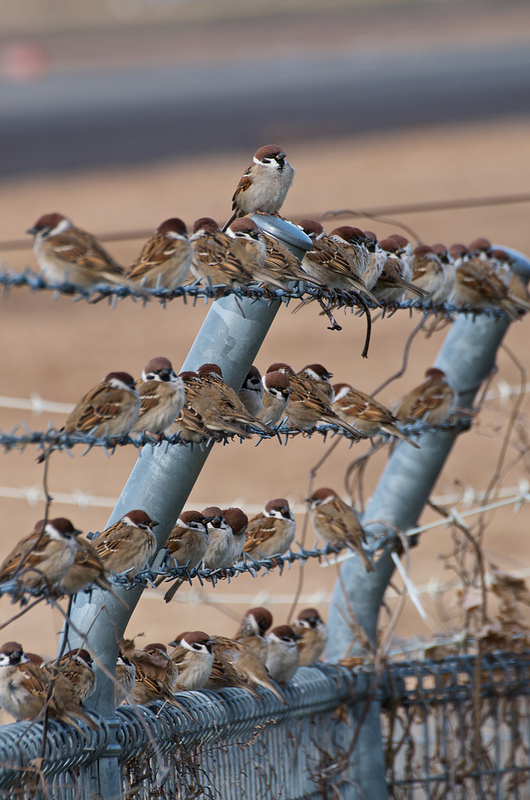 Sparrows / 雀