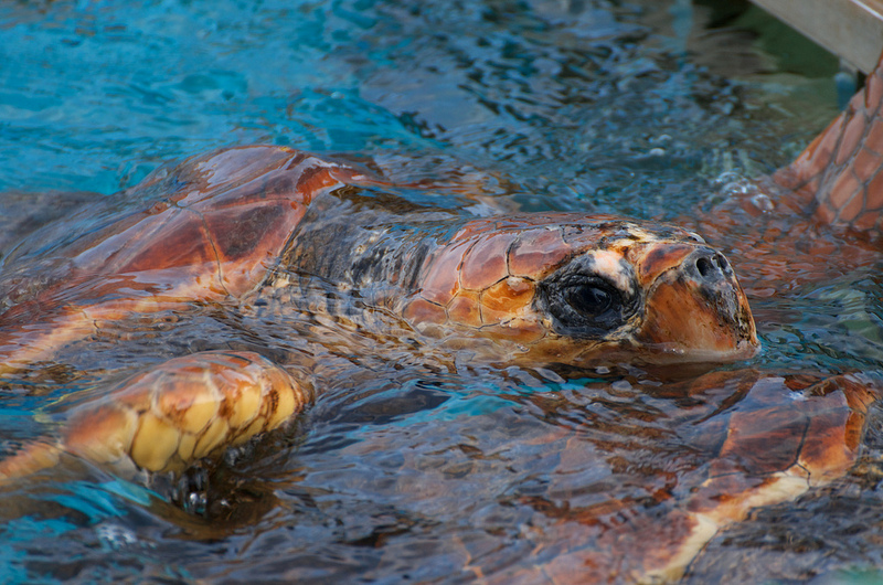 Loggerhead turtle / アカウミガメ