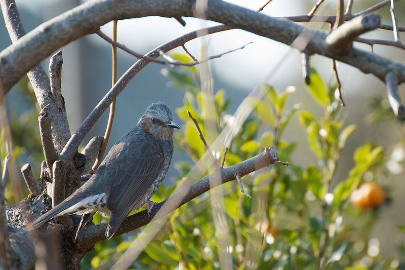 Brown-eared Bulbul / ヒヨドリ