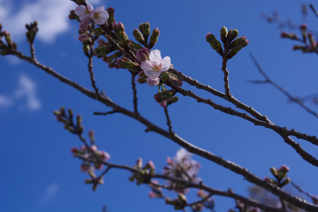 Cherry Blossom / 桜