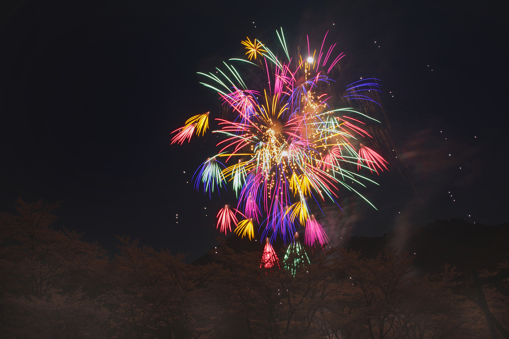 桜と花火 / Fireworks
