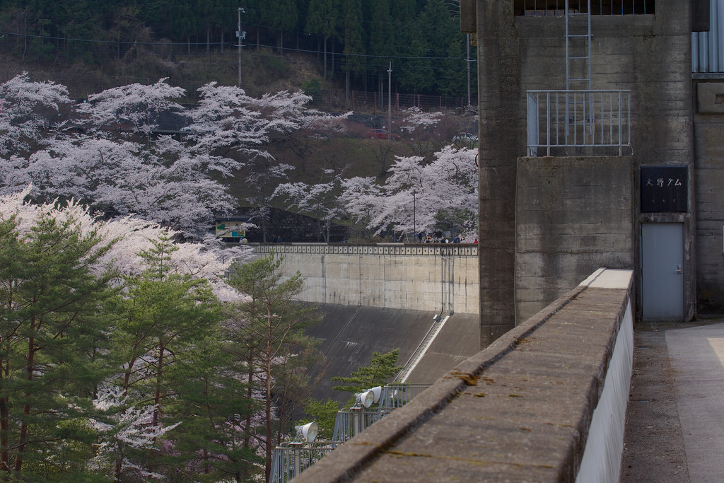 大野ダムの桜