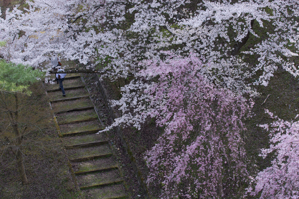 桜 / Cherry Blossom