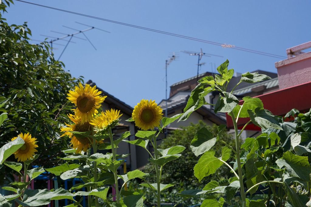 ひまわり / Sunflower
