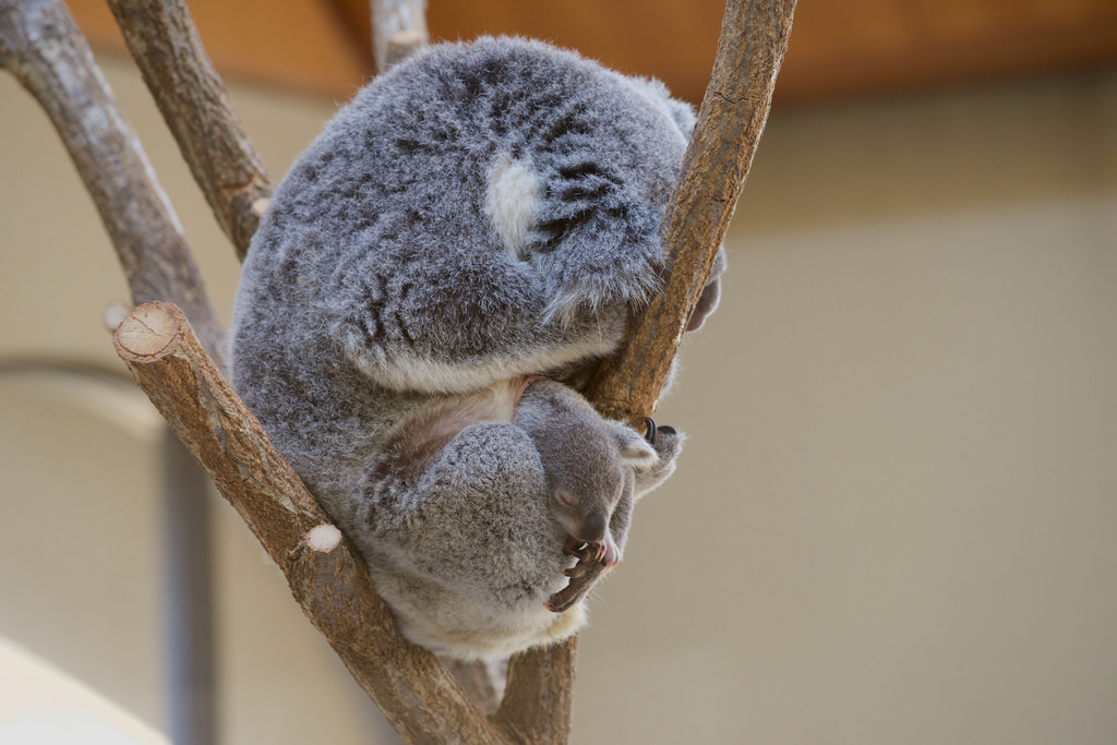 Koala