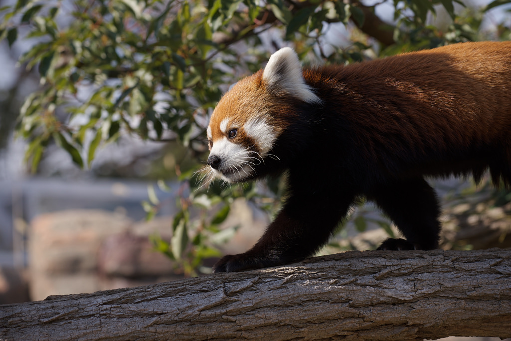 Lesser panda